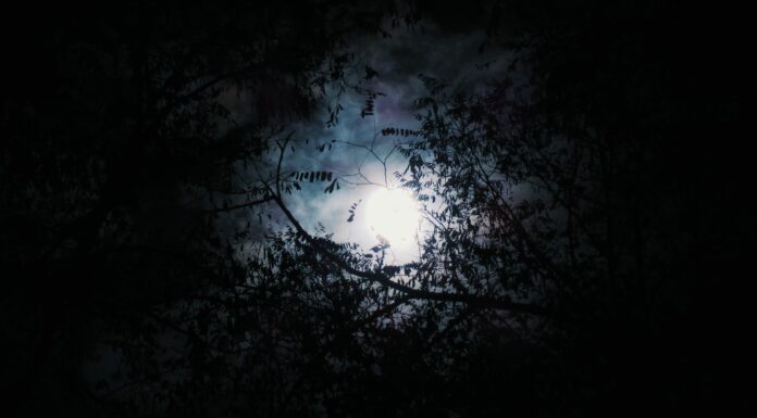 He’s probably sleeping now silhouette of tree with full moon background