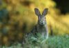 averse selective focus photography of brown rabbit