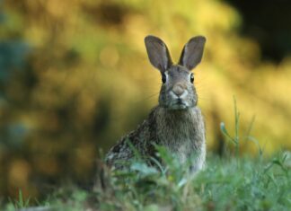 averse selective focus photography of brown rabbit