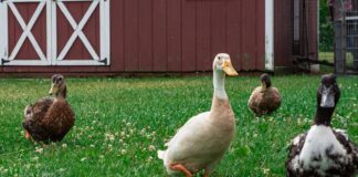 The Duck Had Me white duck on green grass field