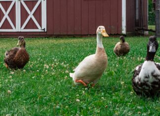 The Duck Had Me white duck on green grass field