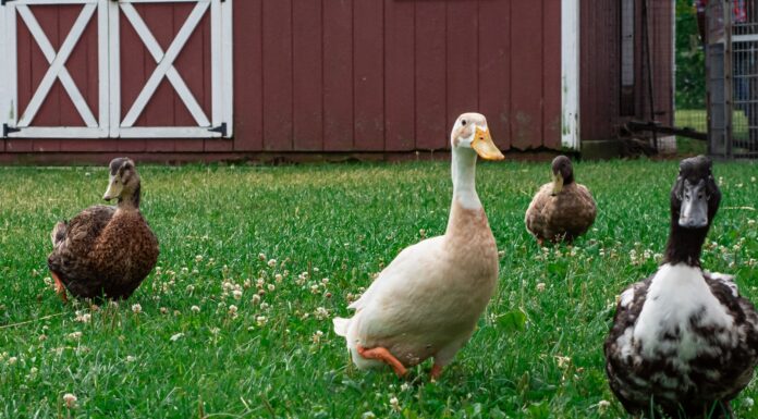 The Duck Had Me white duck on green grass field