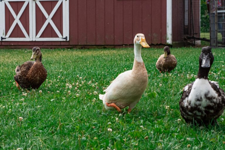 The Duck Had Me
