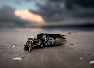 I watch the cartoon cat eat the cartoon fish