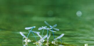 Dragonflies damselflies