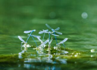 Dragonflies damselflies