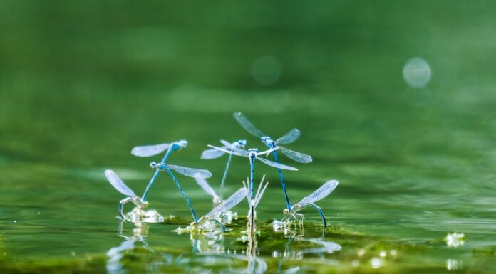 Dragonflies damselflies
