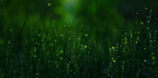 Desiderata close-up photography of grasses
