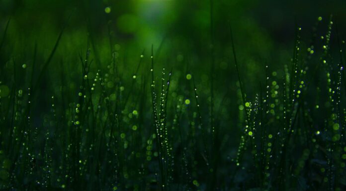 Desiderata close-up photography of grasses