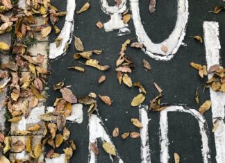 Small Talk dry leaves on black concrete pavement