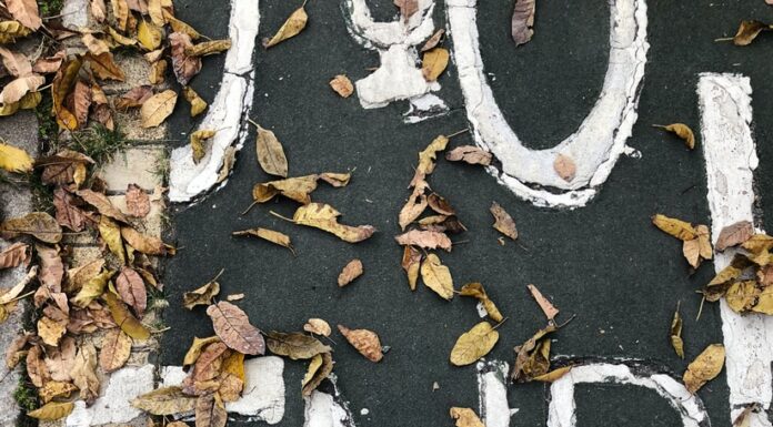 Small Talk dry leaves on black concrete pavement