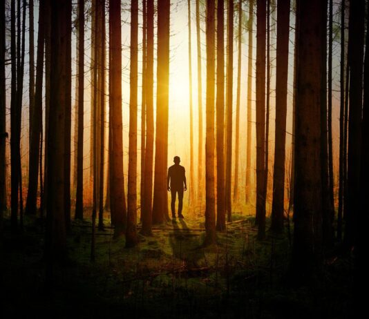 Fears of Trees