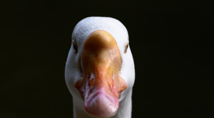 Duck white duck with yellow beak