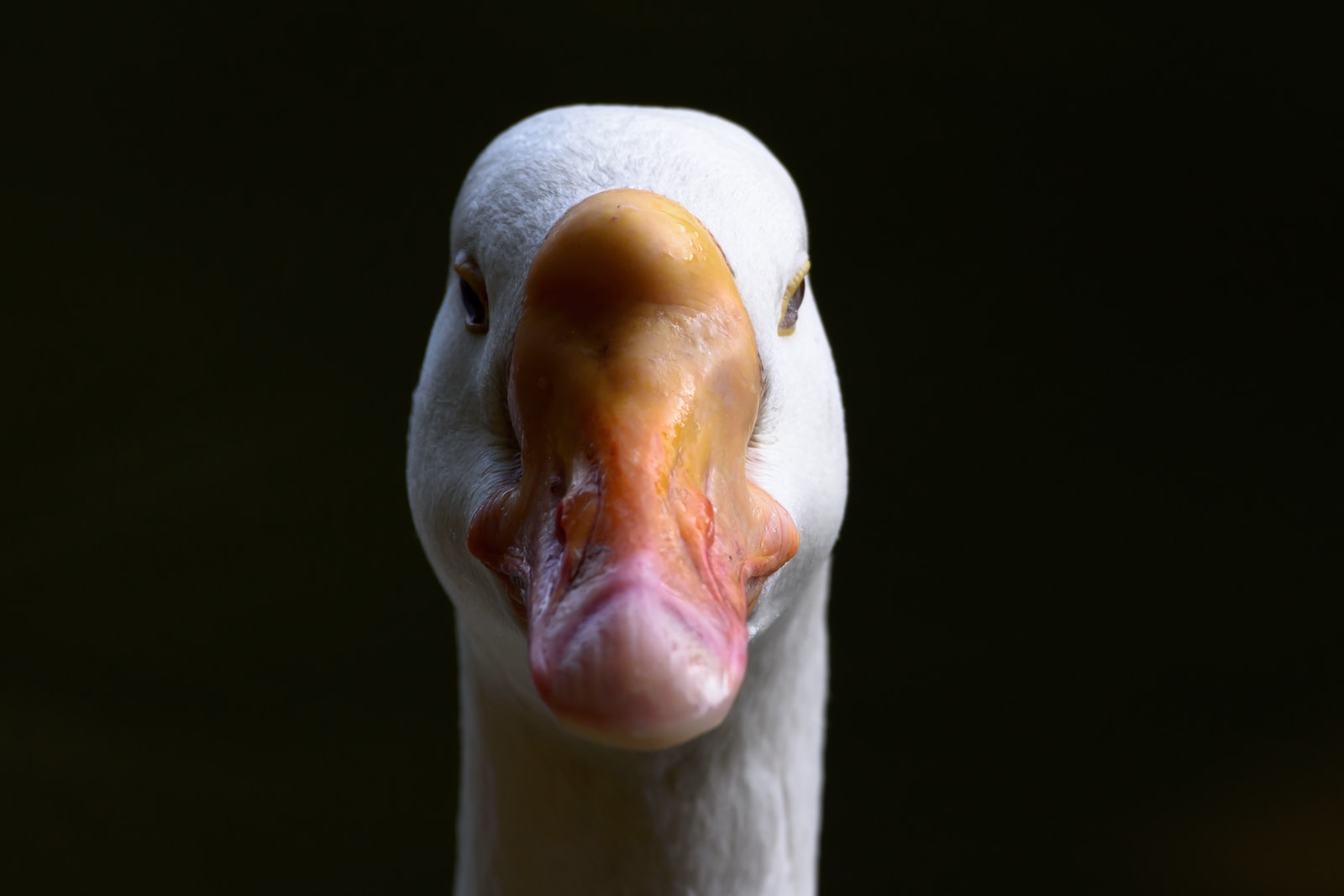 white duck with yellow beak