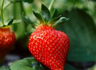 Strawberry Panic red strawberry fruit on green leaves