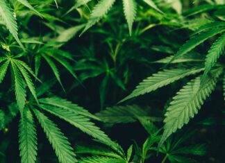 three exes closeup photo of cannabis plant