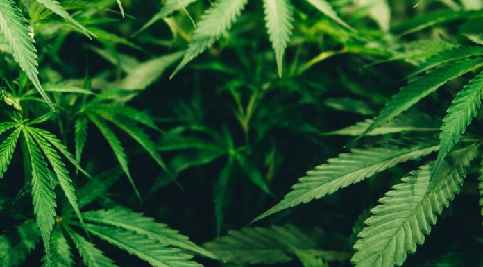 three exes closeup photo of cannabis plant