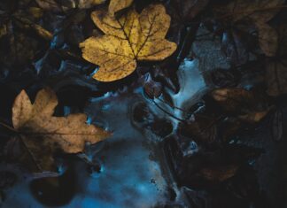 Soaked as I am yellow maple leaf near body of water