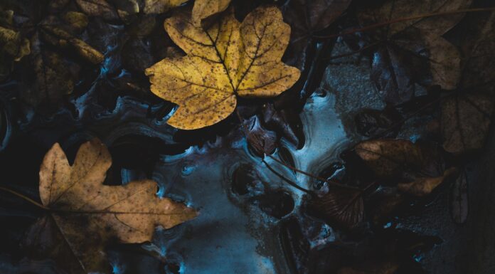 Soaked as I am yellow maple leaf near body of water