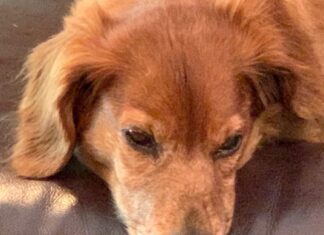 Her Mother’s Dishes