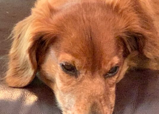 Her Mother’s Dishes