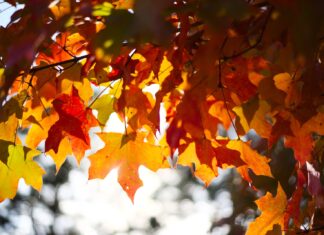 a fair crop brown maple leaves in tilt shift lens