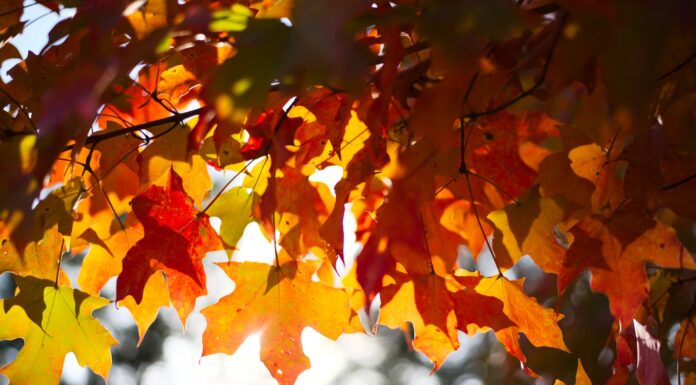 a fair crop brown maple leaves in tilt shift lens