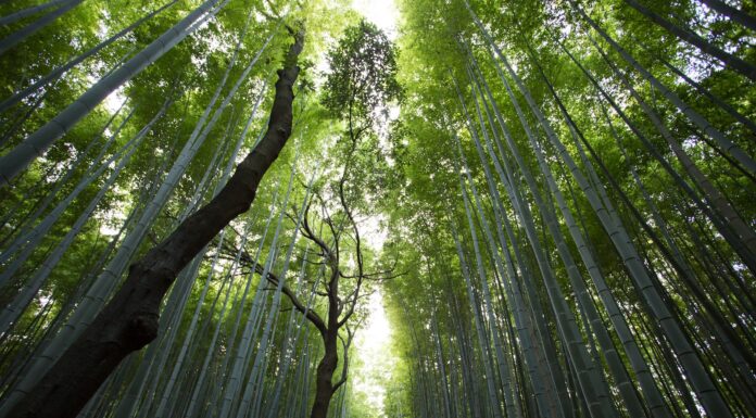 Meditation low-angle photography of green leaf trees at daytime