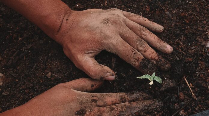 We will green plant on persons hand