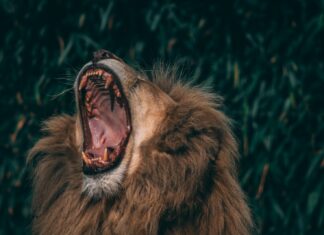 National Geographic and the Political Landscape lion lying on green grass during daytime