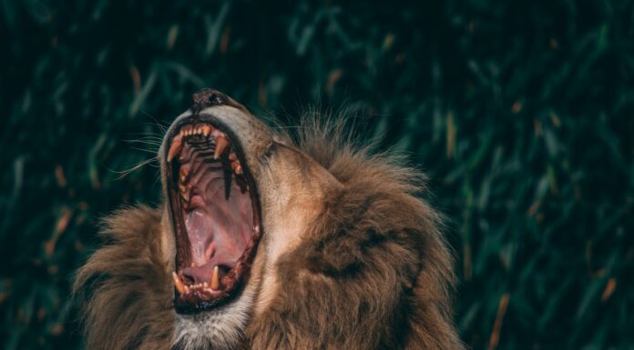 National Geographic and the Political Landscape lion lying on green grass during daytime
