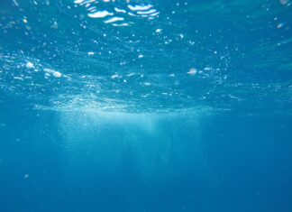 1 Star Rating underwater photo