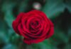 A Loss of Belief shallow focus photography of red rose