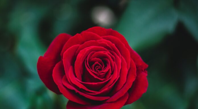 A Loss of Belief shallow focus photography of red rose