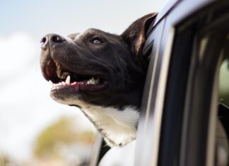 Designated Drivers dog looking out the window