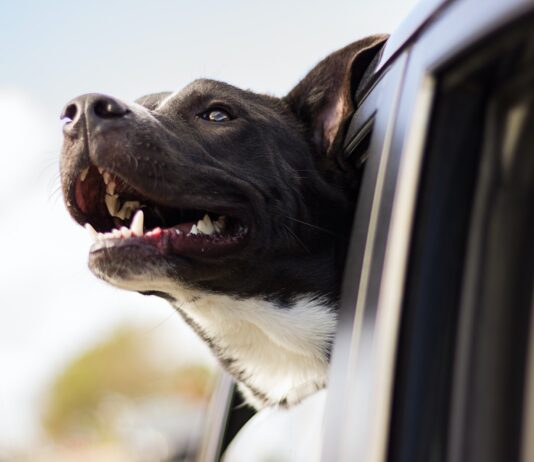 Designated Drivers dog looking out the window