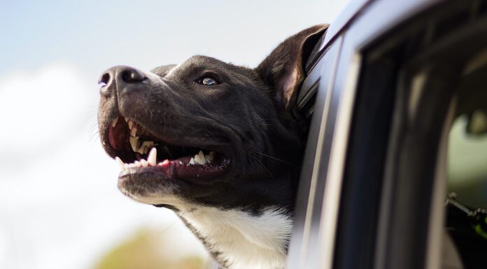 Designated Drivers dog looking out the window