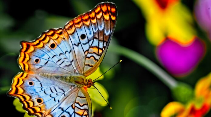 butterflies drink turtle tears orange and black butterfly perched on yellow flower