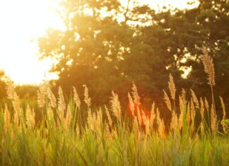 A Season’s Change scenery of a grassfield during sunset