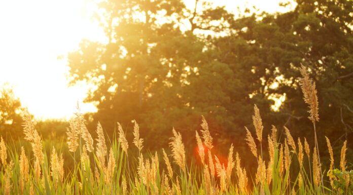 A Season’s Change scenery of a grassfield during sunset