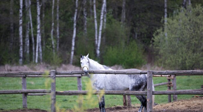 To the Dapple Gray Mare Who Almost Killed Me white horse