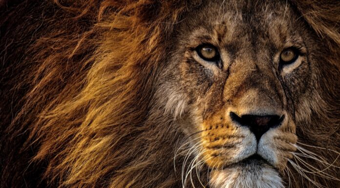 “Son… brown lion lying on green grass