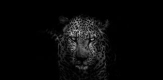 Being human is ridiculous grayscale photo of leopard