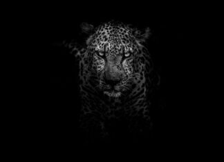 Being human is ridiculous grayscale photo of leopard