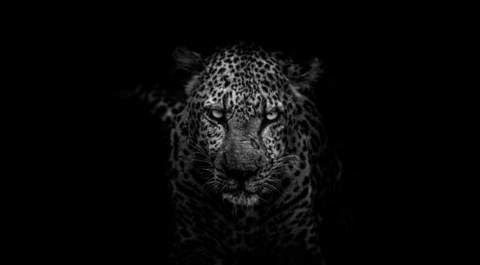 Being human is ridiculous grayscale photo of leopard