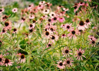 perennials pink and yellow flowers in tilt shift lens