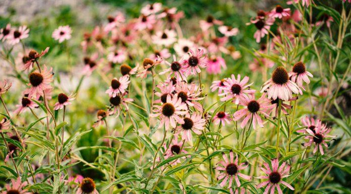 perennials pink and yellow flowers in tilt shift lens