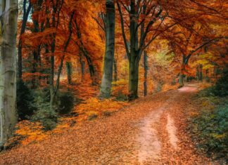 Autumn brown and orange trees