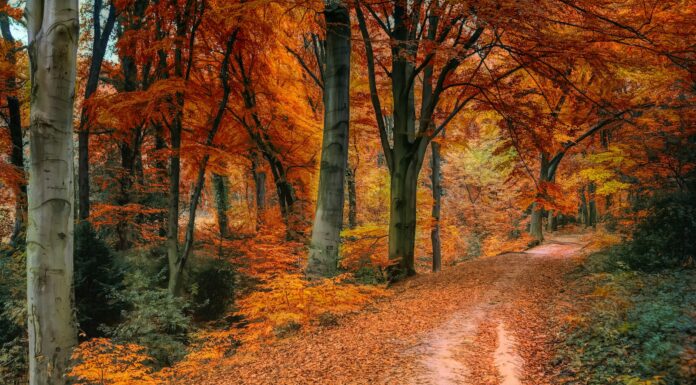 Autumn brown and orange trees