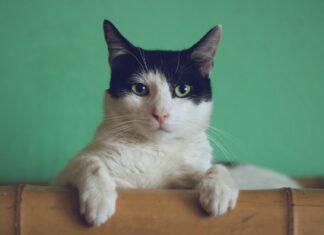 Auditory black and white cat lying on brown bamboo chair inside room